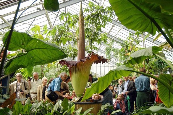 20130805-titanbuzogany-amorphophallus-titanum-viragzo-titanbuzogany